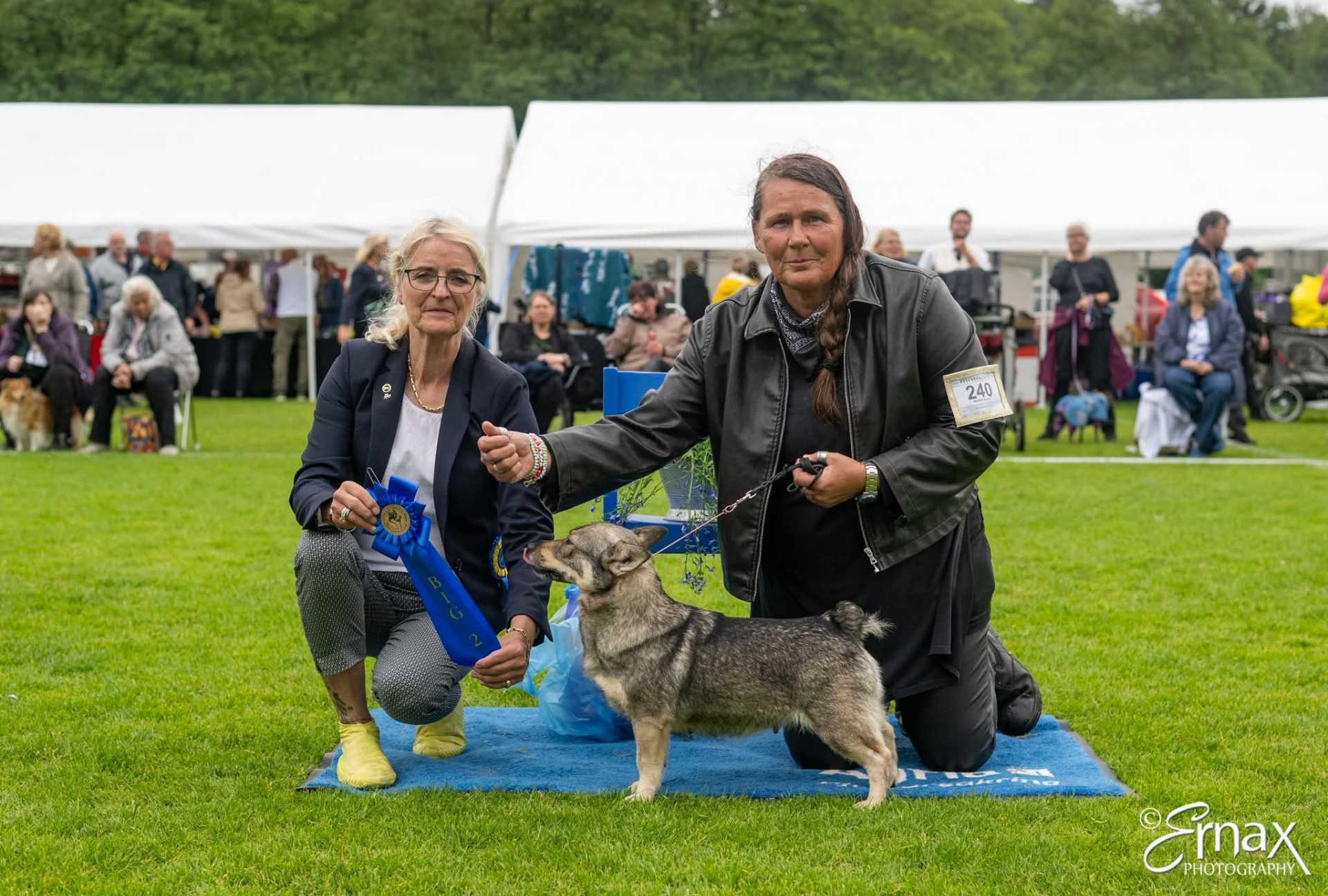 Domare: Helle Dan, Danmark