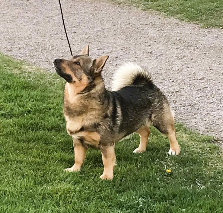 Wassbölingens Kapten-Haddok