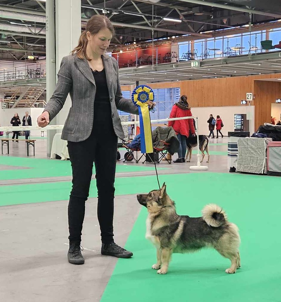 SEUCh NOUCh Rösaringens Ulv "Uffe"